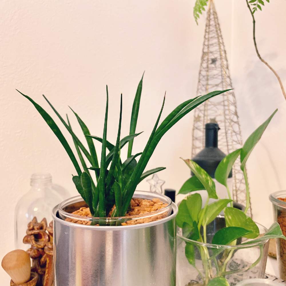 部屋の画像 by ウラカンラナさん | 部屋とサンスベリアとポトスとジャカランタとジャカランダと水栽培と観葉植物とグリーンのある暮らしとセラミスと サンスベリアとサンスベリア属とハイドロカルチャーと水耕栽培