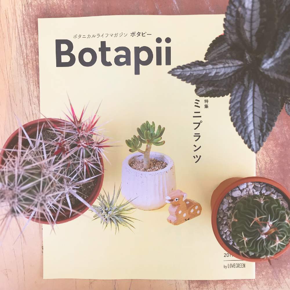 の画像 by 花ショップ エーデルさん | ミニプランツとボタピーとボタピー設置店とbotapiiと多肉植物とサボテンとエーデルと花ショップエーデル