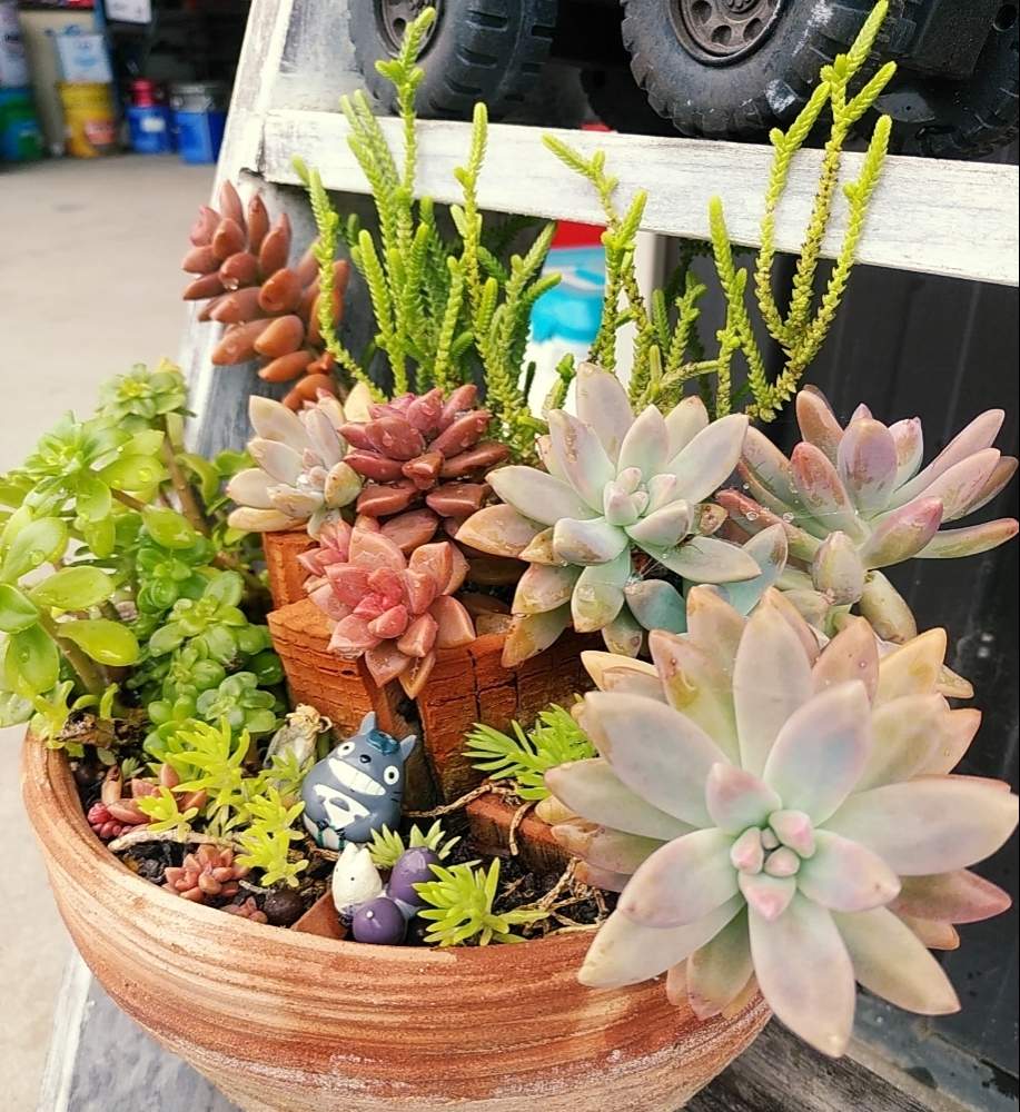 玄関の画像 by ひろpongさん | 玄関と多肉植物と観葉植物と自己流と多肉女子と仕事場と車屋さん