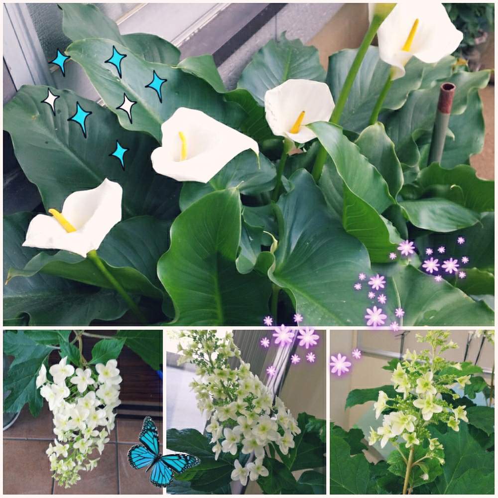 お出かけ先の画像 by とこさん | お出かけ先とカラーリーフと紫陽花が好き♡と紫陽花 アジサイ あじさいとお庭の植物とアジサイ 紫陽花とGreenSnapmarcheとお庭の花たちと花のある暮らしとお庭とさんぽ道とお花と白い花とステキなお庭とGREEN UP!とカラー(切り花)