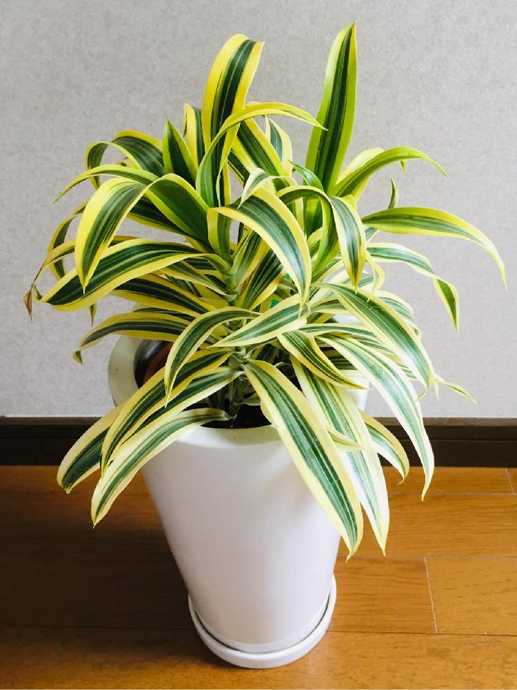 部屋の画像 by みさん | 部屋とドラセナとドラセナソングオブインディアと観葉植物と斑入り好き
