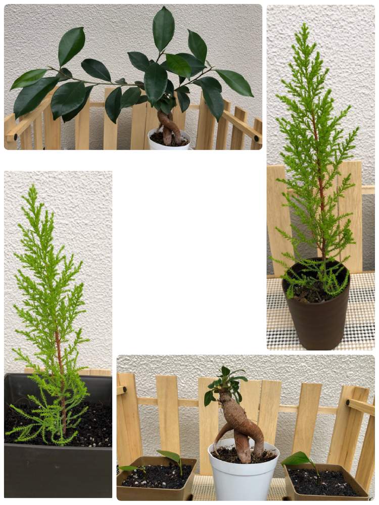 の画像 by メリーポピンズさん | ガジュマルとゴールドクレストと初心者ですと観葉植物と初挑戦‼︎と植え替えと楽しかった♪とおおきくなあれ