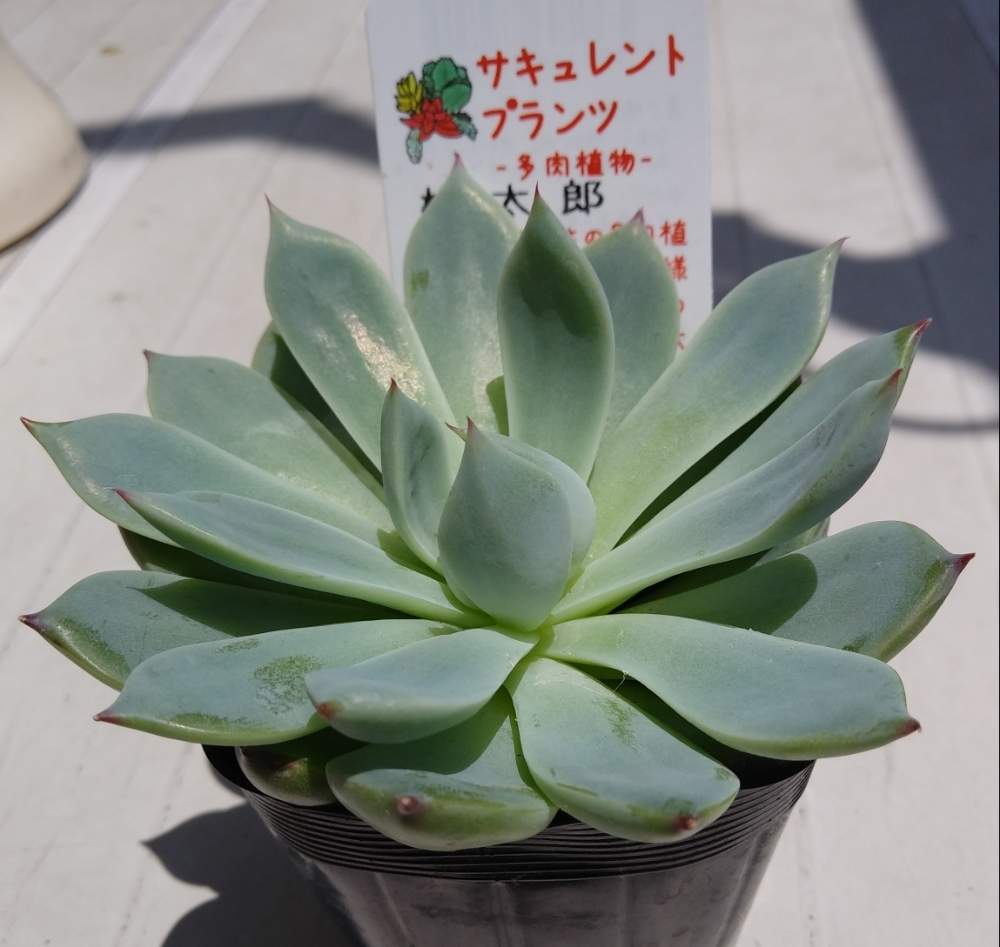 の画像 by りかちゃんさん | 桃太郎と多肉植物と多肉大好きと緑のある暮らしとエケベリア属と多肉女子と多肉初心者