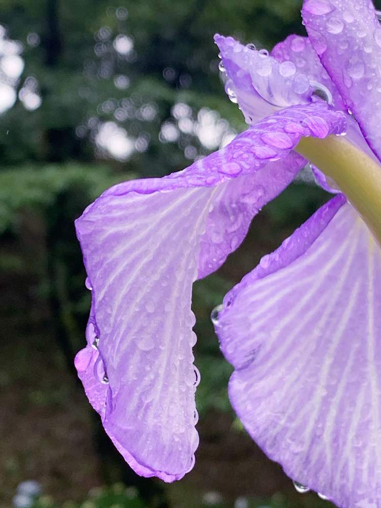 の画像 by そら花さん | スマホ撮影と自然とムラサキの花とrainyとGS日和と今日の一枚と美しいと❤️いいね、ありがとうとRain Dropsとお花とお散歩と花が好きと雨の日と咲いた!と花菖蒲♡