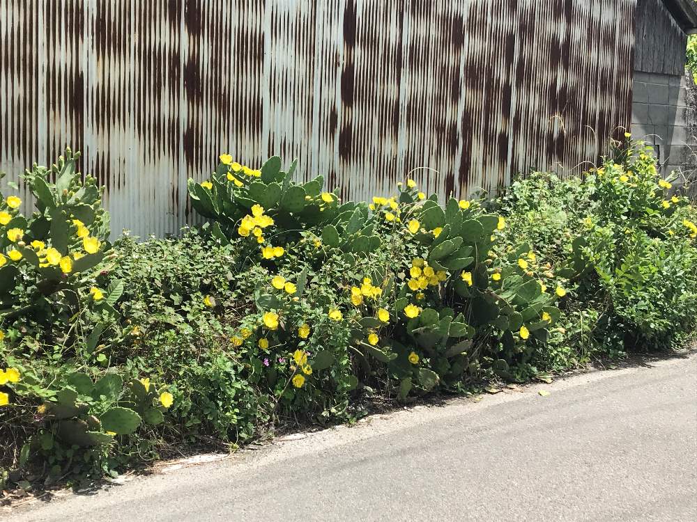 お出かけ先の画像 by 涙さん | お出かけ先とウチワサボテンと多肉植物とサボテン科と外来種と植物と ウチワサボテンと日光浴と花のある暮らし