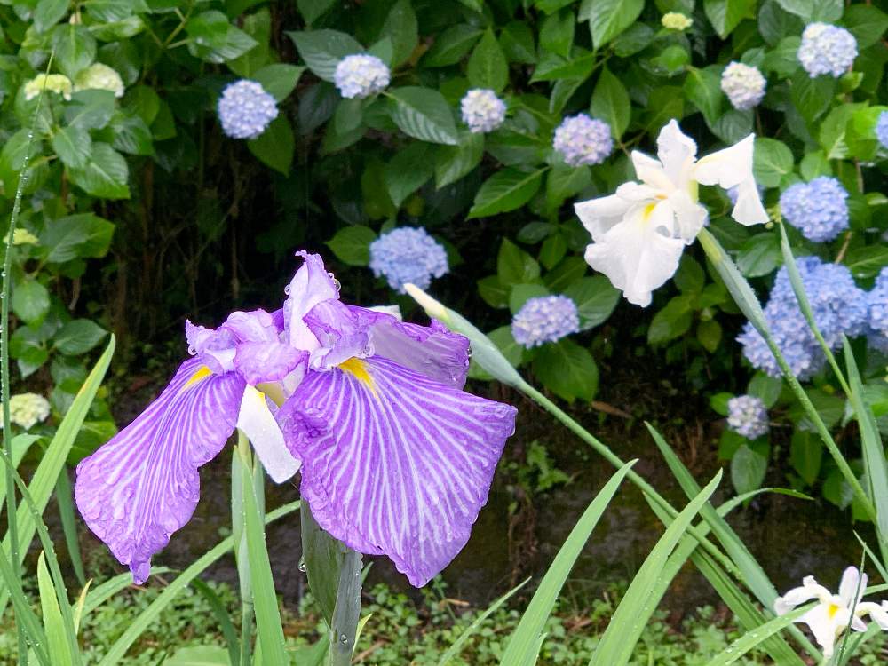 の画像 by 花*花さん | アジサイとハナショウブと紫陽花 アジサイ あじさい