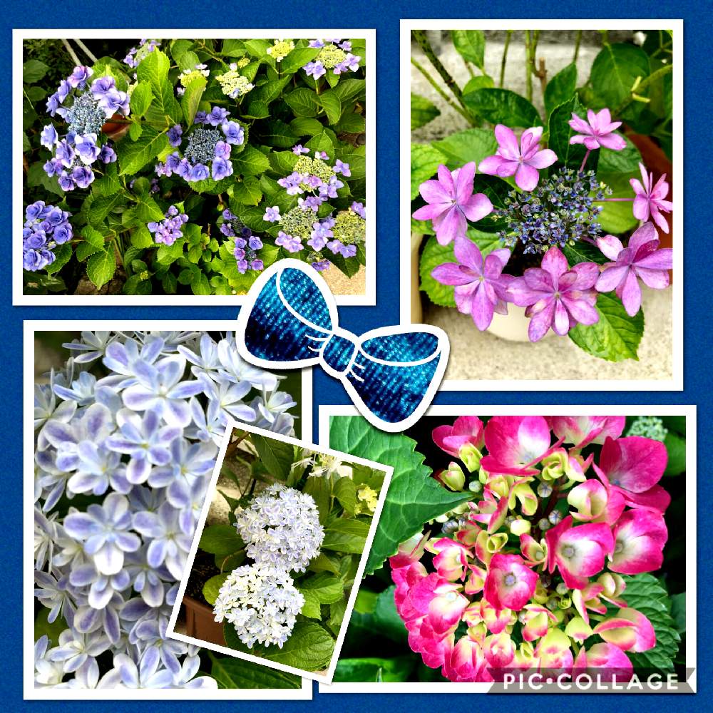 小さな庭の画像 by グランさん | 小さな庭と紫陽花万華鏡とたのしみ~とGS映えと植物だいすきとGS日和とGSミニモニ。と紫陽花 アジサイ あじさいと今日の一枚とバラと夢CLUBとダンスパーティー…と可愛いと花のある暮らしとかわいいな♡とGS植物うちなーぐち会