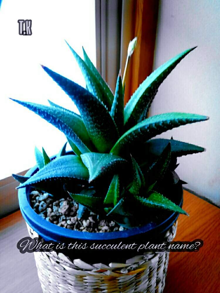 和室の画像 by T.Kさん | 和室と名前を教えて!と観葉植物と観葉植物を楽しむとタニク初心者と植物男子