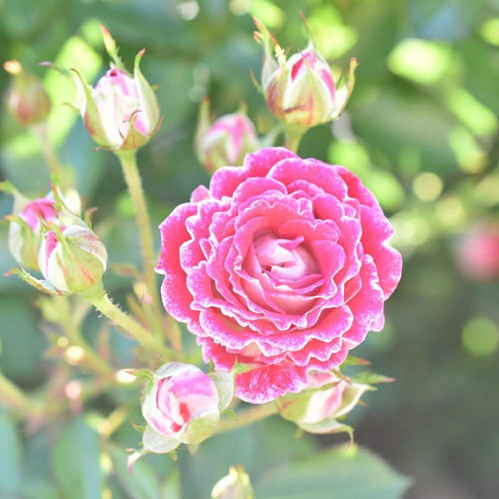 お出かけ先の画像 by ルミエールさん | お出かけ先と薔薇と写真が好きな人と繋がりたいとファインダー越しの私の世界とばら バラ 薔薇とカインズバラコンテスト2019と千葉県と薔薇に魅せられてとルミエールの世界と公園ときれいと美しいと癒されると赤い花とGreenSnapmarcheと花のある暮らしと薔薇♪とパステルカラーとかわいいな♡とばら 薔薇 バラとバラ・ミニバラとGREEN UP!と青空