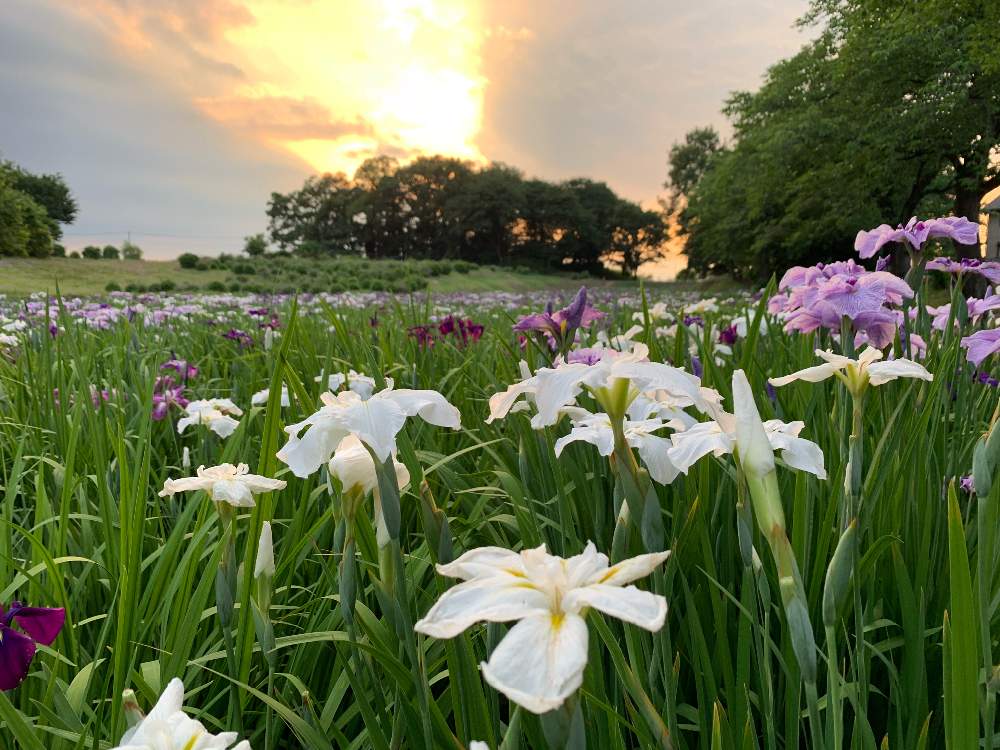 お出かけ先の画像 by ケン太さん | お出かけ先と✨✨✨と群馬県伊勢崎市と赤堀花しょうぶ園と国指定史跡「女堀」と花のある暮らしと夕焼けとコラボ‼️と花しょうぶ