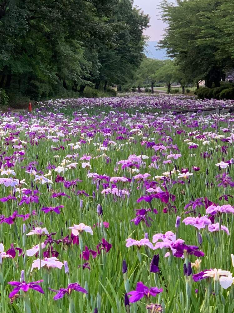 お出かけ先の画像 by ケン太さん | お出かけ先と✨✨✨と群馬県伊勢崎市と赤堀花しょうぶ園と国指定史跡「女堀」と花のある暮らしと花しょうぶ