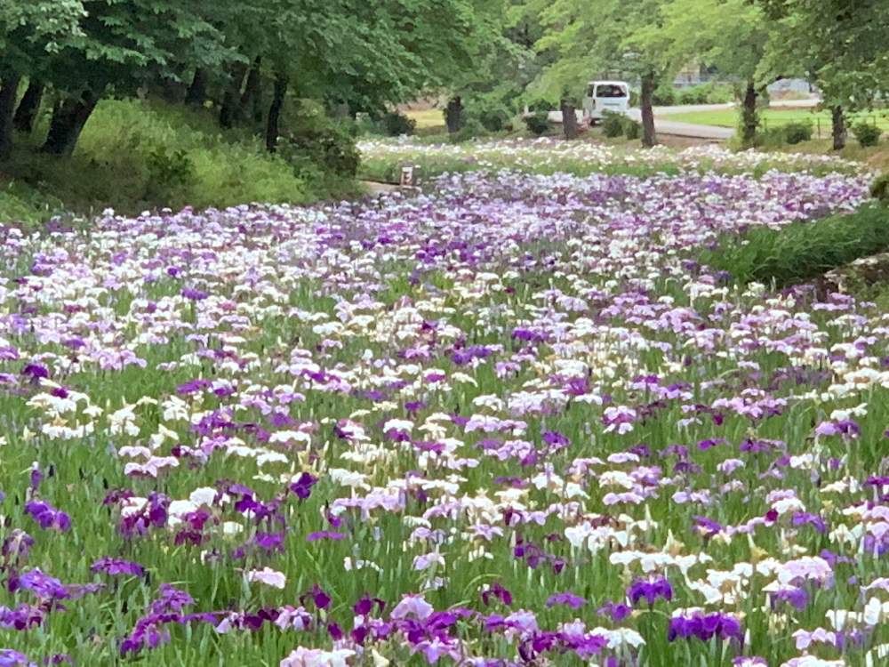 お出かけ先の画像 by ケン太さん | お出かけ先と✨✨✨と群馬県伊勢崎市と赤堀花しょうぶ園と国指定史跡「女堀」と花のある暮らしと花しょうぶ