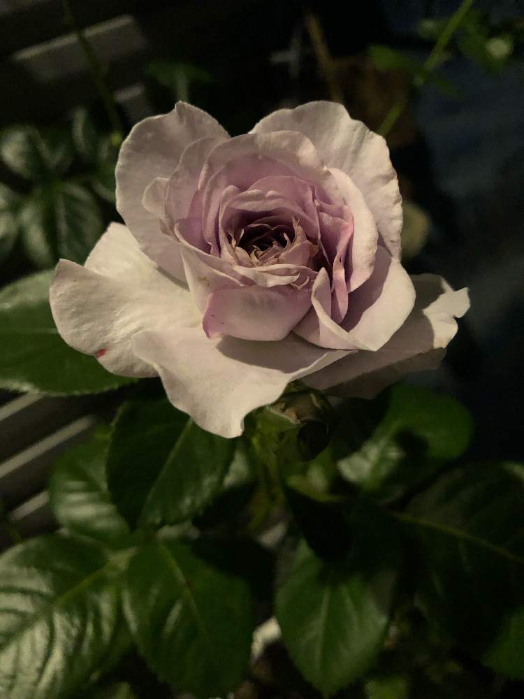 玄関の画像 by mahiro227さん | 玄関とばら バラ 薔薇と薔薇と暮らすと薔薇 ブルーバユーと花のある暮らしと私の小さなバラ園