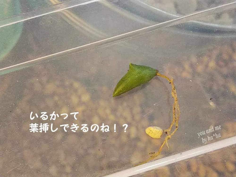 バルコニー/ベランダの画像 by YOU & MEさん | バルコニー/ベランダとドルフィンネックレスと多肉植物と雨ざらしとmy correctionと多肉好き