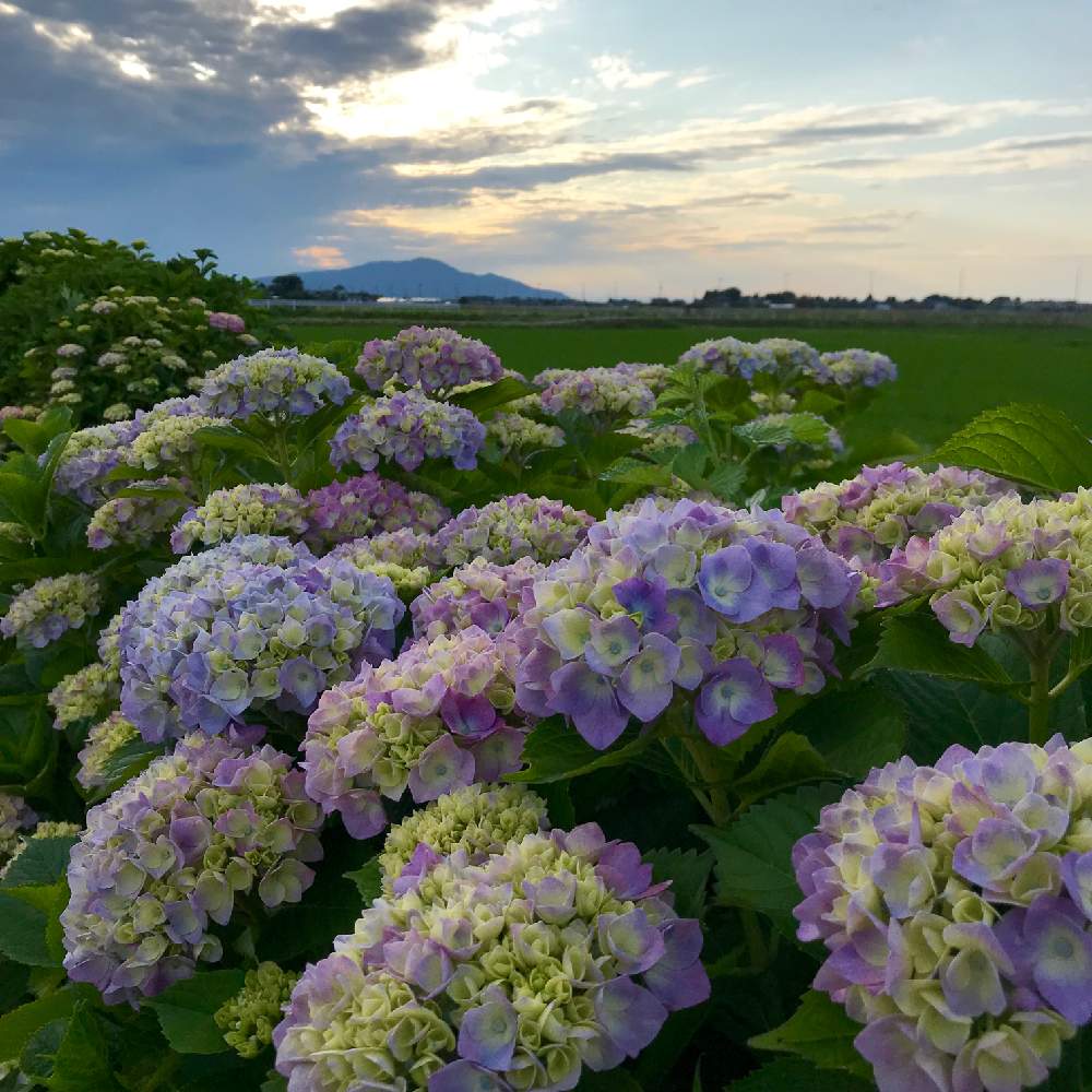 お出かけ先の画像 by ゆみこさんさん | お出かけ先とアジサイと紫陽花と夕焼けとムラサキの花と『あじさい2019』フォトコンテストとかわいいな♡とiPhone撮影と田んぼの風景と田舎の風景