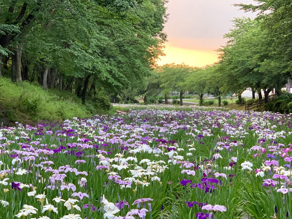 お出かけ先の画像 by ケン太さん | お出かけ先と✨✨✨と群馬県伊勢崎市と赤堀花しょうぶ園と国指定史跡「女堀」と花のある暮らしと花しょうぶ