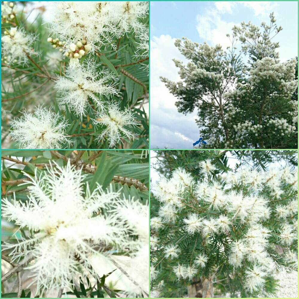 お出かけ先の画像 by SILVIAさん | お出かけ先とメラレウカスノーインサマーとメラレウカと散歩と花のある暮らしと花壇と公園広場とオーストラリア原産とフトモモ科