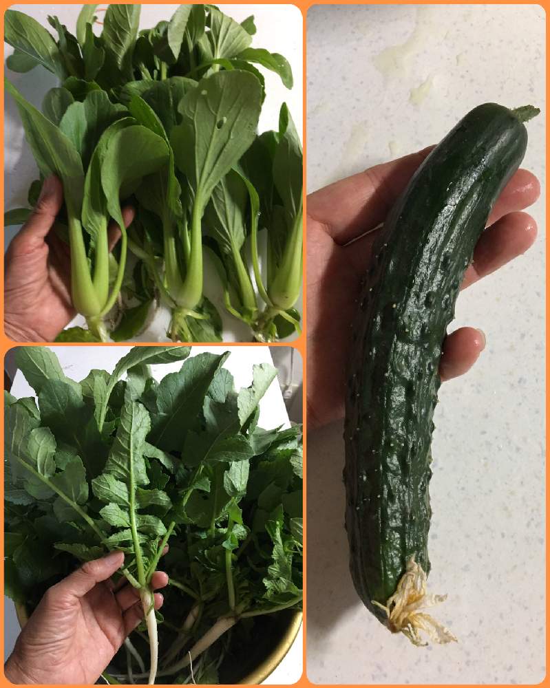 の画像 by ふみさん | 自家栽培のきゅうりとキュウリ♪とはたけの野菜と家庭菜園とチンゲン菜と大根♪とはたけと畑仕事と家庭菜園奮闘日記と畑仕事日記とはたけ仕事