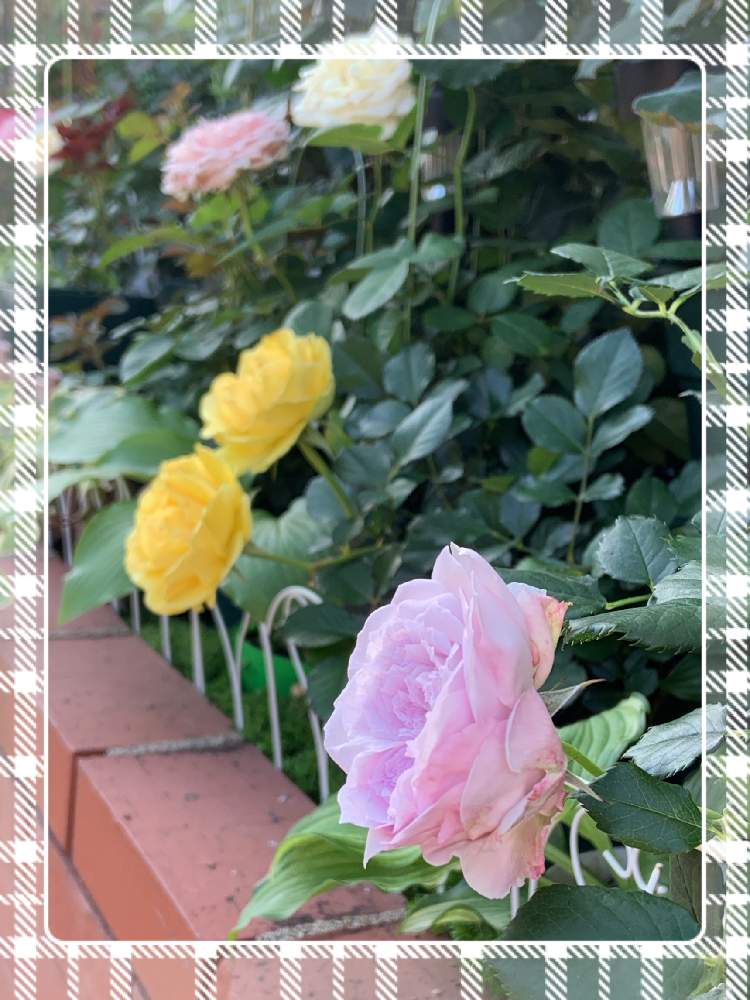小さな庭の画像 by くろもみじさん | 小さな庭と薔薇といいかおりと幸せとばら バラ 薔薇と薔薇愛同盟とバラの蕾とバラ ラピスラズリと全部GSのせいだといい香りと小さな小さな庭と花のある暮らしとロサオリエンティスとインフィニティーローズ☆とばら 薔薇 バラと三種の神器とバラのつぼみ