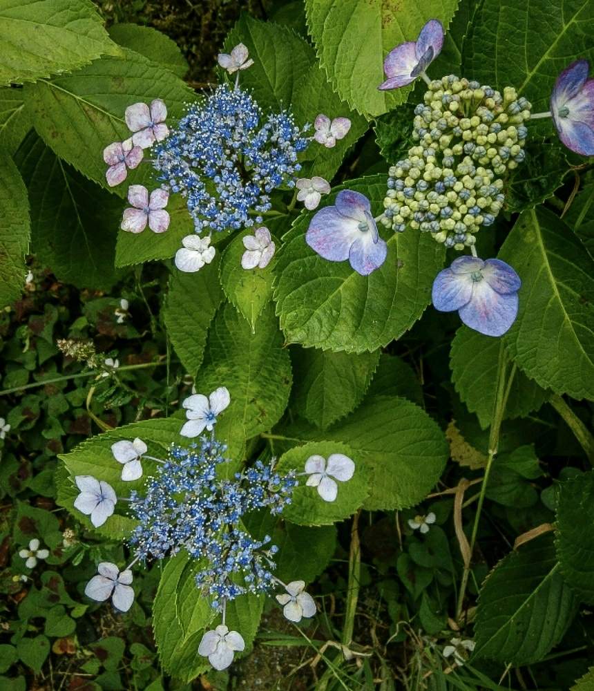 お出かけ先の画像 by otoさん | お出かけ先とガク紫陽花と地植え紫陽花と花のある暮らしと『あじさい2019』フォトコンテストと街の紫陽花