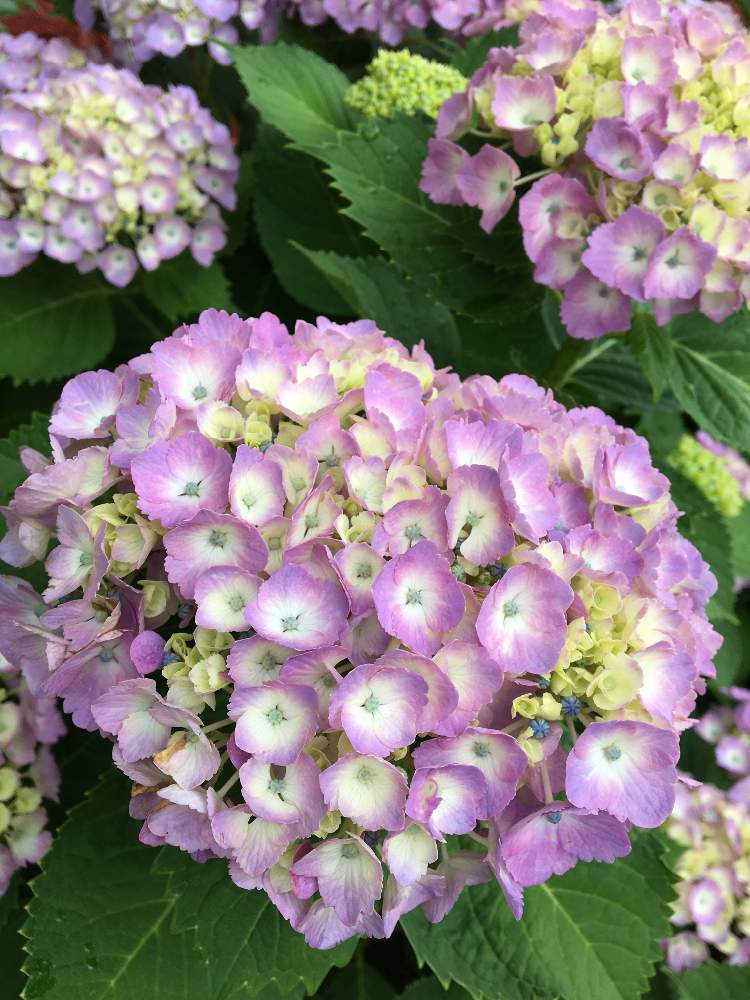 エントランスの画像 by まどさん | エントランスと紫陽花 アジサイ あじさいと今日の一枚と今日のお庭と我が家の庭と花のある暮らしとわが家のグリーン❢