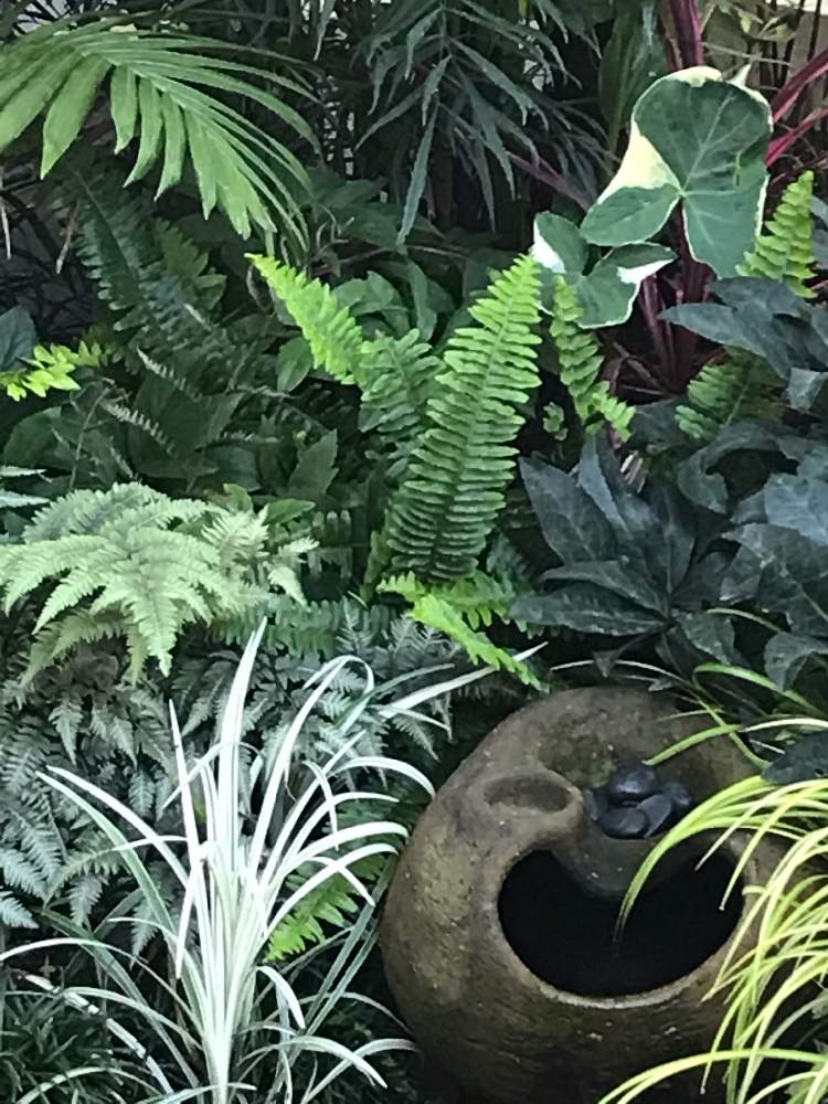 小さな庭の画像 by ビール庭さん | 小さな庭と観葉植物とジャングルと南国とトロピカルプランツとタイとガーデニングとオーナメンタルとバリ島大好きとキサントソーマ アトロビレンス