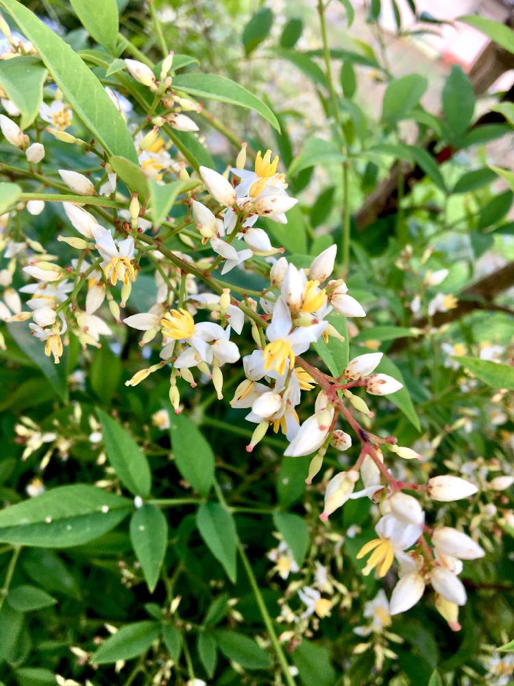 の画像 by ミッキーさん | ナンテンと6月の花と庭の花と今日の一枚とガーデニングと花のある暮らしと白い花と癒しのひと時