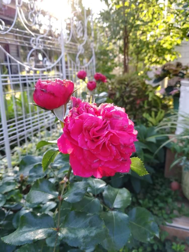 小さな庭の画像 by puttinさん | 小さな庭とレッドレオナルドダヴィンチとばら バラ 薔薇と手作りの庭とマイガーデンとガーデニングと花のある暮らしとバラの地植えとローズガーデンとロザリアン