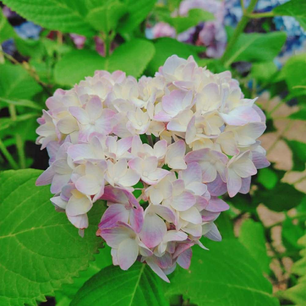 お出かけ先の画像 by smilehappynaturalさん | お出かけ先と北部九州多肉の会とお庭を彩るお花・樹木フォトコンとGS映えとナチュラルガーデンとGS日和とno green no lifeと緑のある暮らしとnaturalgardenと多肉好きな人と繋がりたいと多肉女子と庭のある暮らしとF29会とタニラーとjunkgardenとガーデニングと花のある暮らしと多肉寄せ植え