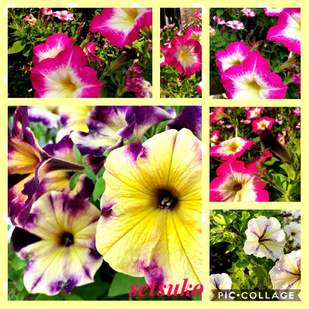 の画像 by せっちゃんさん | 鉢植えと花のある暮らしとペチュニア♪と自宅にて