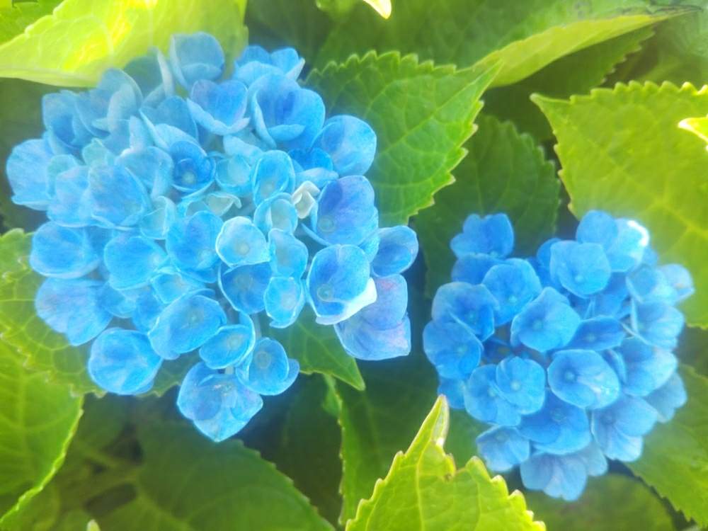 小さな庭の画像 by fleur*さん | 小さな庭とお花大好き♡とありがとう♡とちいさな幸せ♡と癒しと紫陽花 アジサイ あじさいと『あじさい2019』フォトコンテストと花のある暮らしとやさしい気持ちとさわやかとマジカルレボリューション