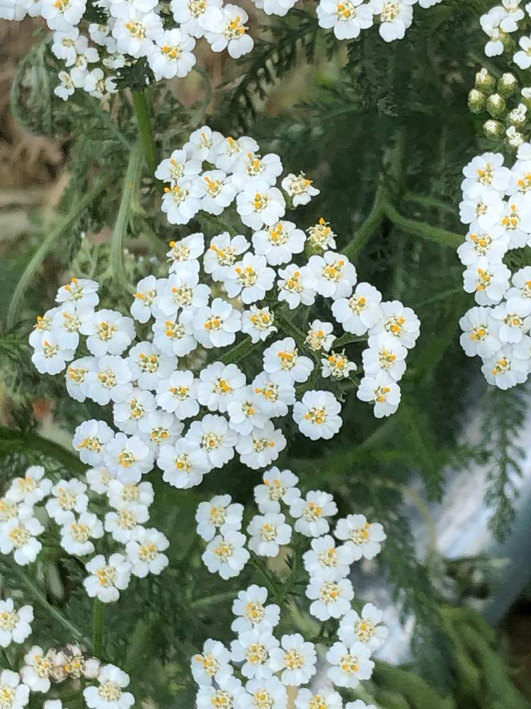 お出かけ先の画像 by まあさん | お出かけ先とセイヨウノコギリソウと新潟県立植物園と新潟市と新潟県と白い花と香りを楽しむと色々いろいろと寄せ植えと生色と多年草とセイヨウオコギリソウとキク科とハーブ