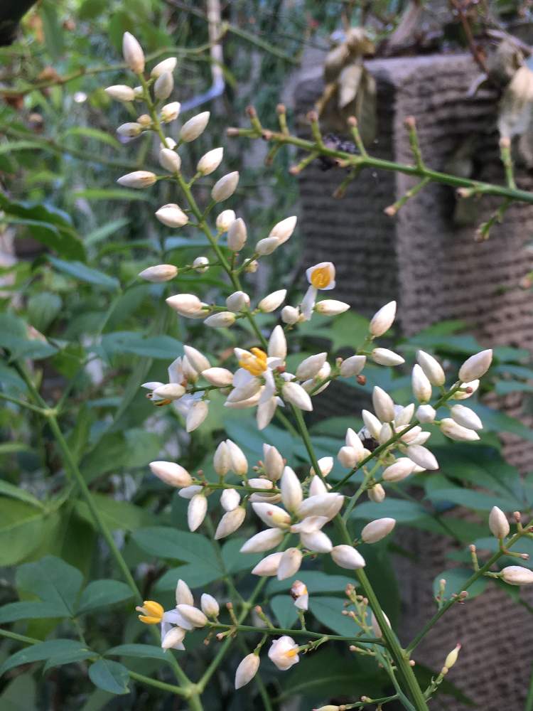 小さな庭の画像 by えむさん | 小さな庭とナンテンと白い花と実のなる植物と花のある暮らしとみどりのある暮らし