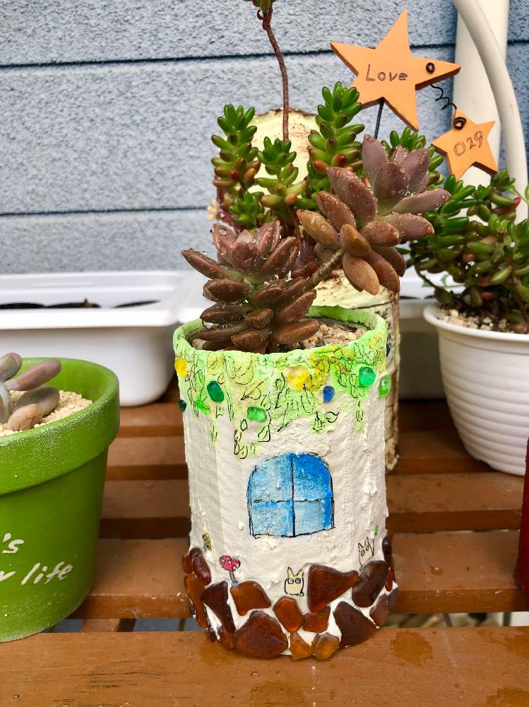 小さな庭の画像 by naruさん | 小さな庭と多肉植物とリメ缶と多肉可愛いと多肉大好きと寄せ植えとリメ鉢と多肉女子と可愛い〜♡と可愛いとタニク初心者
