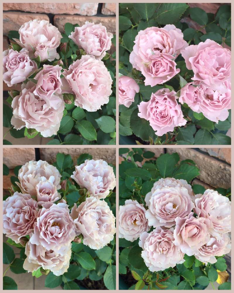玄関の画像 by Mの森さん | 玄関とバラ リベルラとHTCと薔薇愛同盟とマイガーデンと植中毒とリベルラ☆といい香りと花のある暮らしと2番花とMの森の薔薇2019とロザリアン