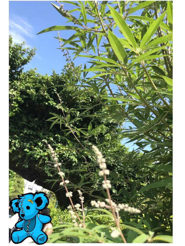 お出かけ先の画像 by 92Aさん | お出かけ先とセイヨウニンジンボクと君の名はとUSJにて