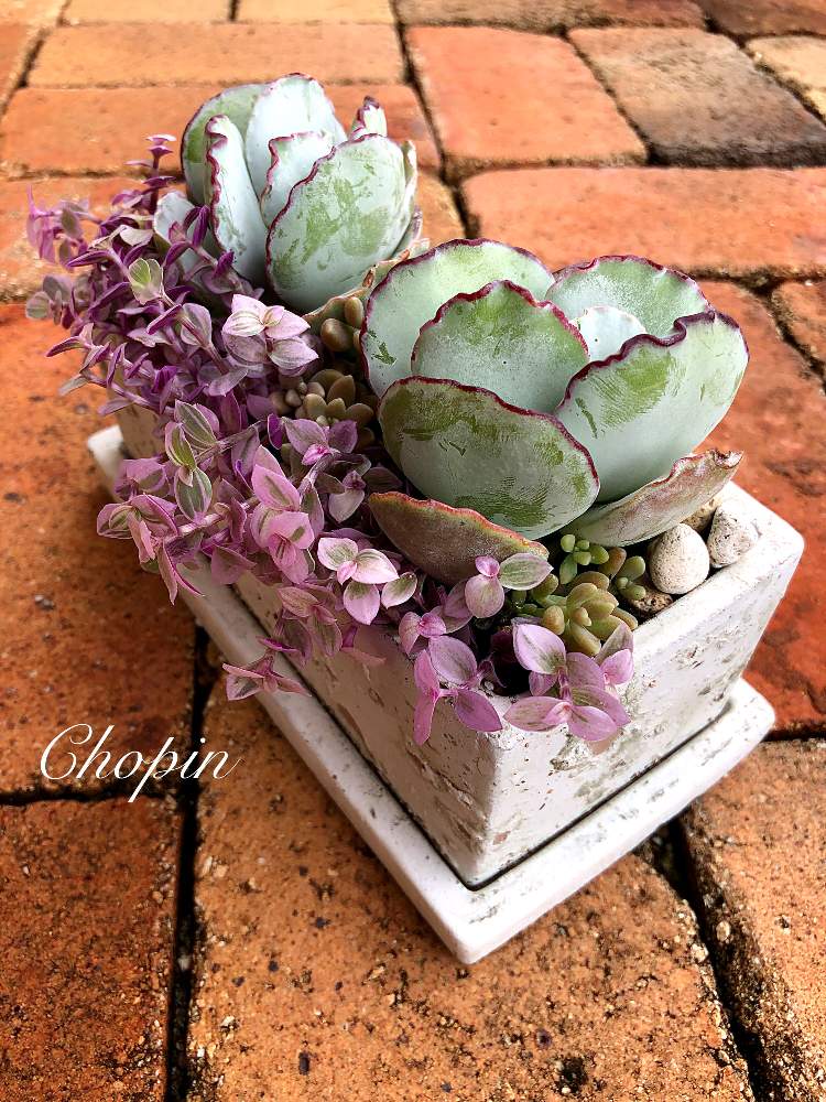 の画像 by Chopin(ショパン)さん | カリシアとカリシアロザートとチョコラインと多肉植物と多肉の寄せ植えと多肉大好きとコチレドン とアンティークレンガとマイガーデンと カリシアロザートと多肉のある暮らしとナチュラルガーデンとカリシア♡とスクエア鉢とコチレドン属とコチレドン チョコラインとナチュラルスタイルとgreenと晴れと多肉寄せ植えとiPhone撮影とちょこらいん