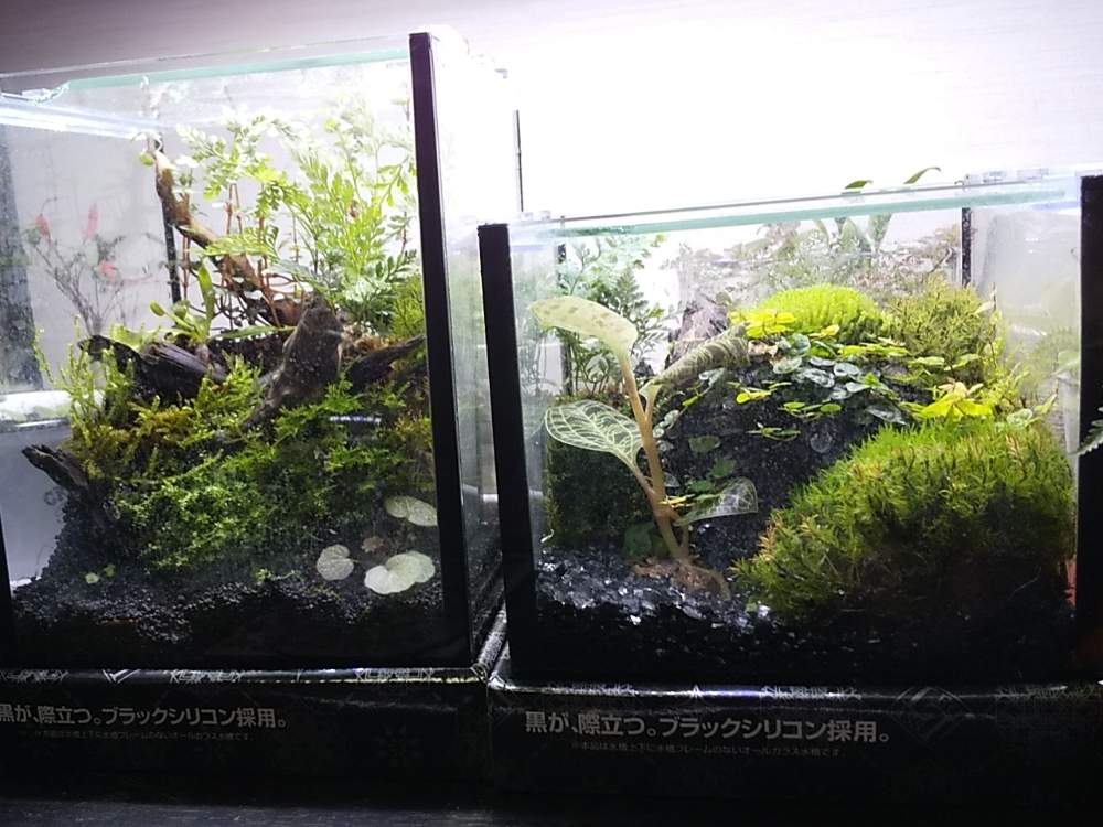 部屋の画像 by ししんさん | 部屋と♯ハイゴケとジュエルオーキッドと苔 (コケ)とユキノシタ♪とカモジゴケ♪と食虫植物 ハエトリソウと#スギゴケとトキワシノブ♡とフィカス・プミラ ミニマとコケリウムと#シノブゴケと#コツボゴケと謎の苔?