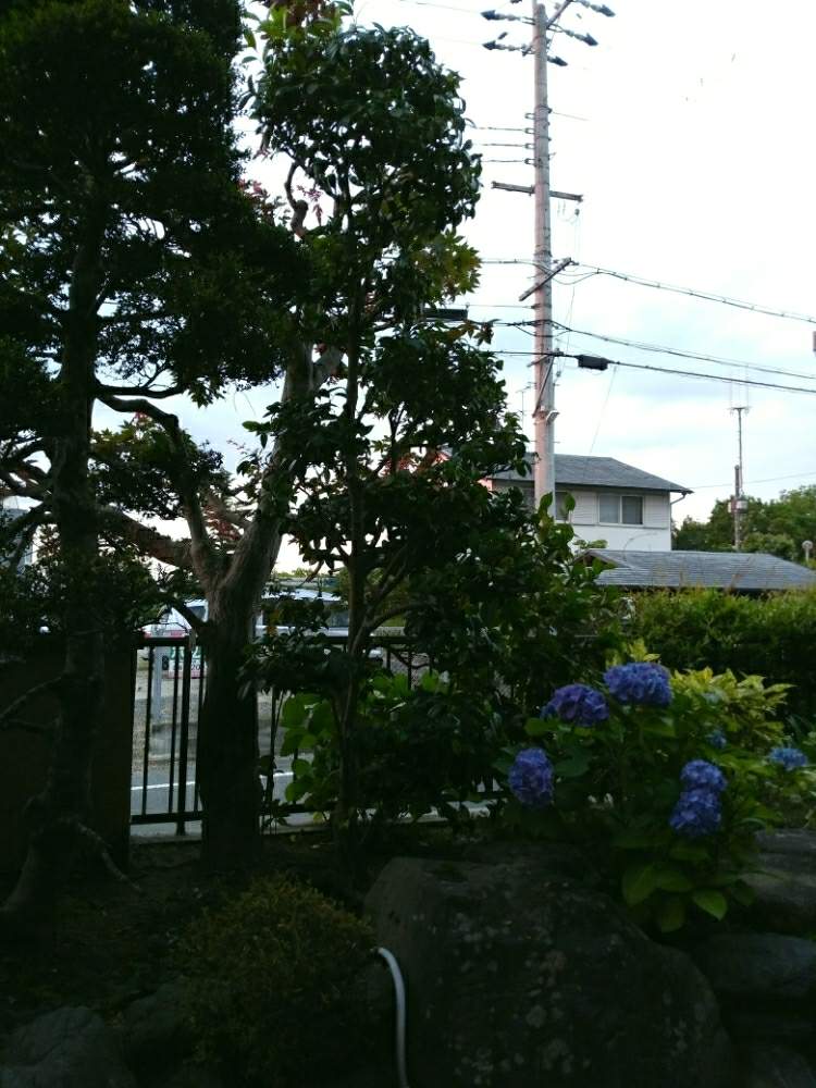 玄関の画像 by あすかルビーさん | 玄関と植中毒と庭仕事と強剪定後と庭仕事日和