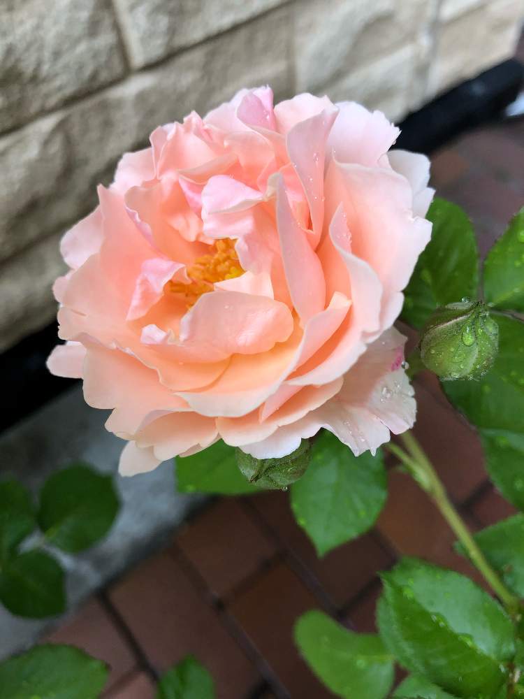 小さな庭の画像 by rosa sさん | 小さな庭とツイッギーズローズと耐寒性宿根草とばら バラ 薔薇とカインズバラコンテスト2019とピンクの花とバラ 鉢植えと北海道でも越冬しますと花のある暮らしと北海道