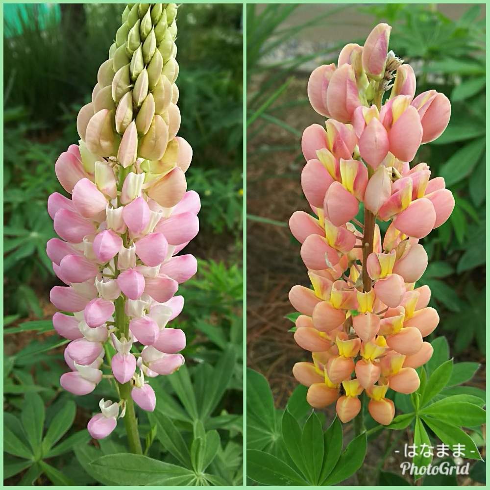 小さな庭の画像 by はなままさん | 小さな庭とルピナスとピンクの花といつも笑顔でとオレンジの花とサーモンピンクの花と花のある暮らしと北海道と庭の宿根草