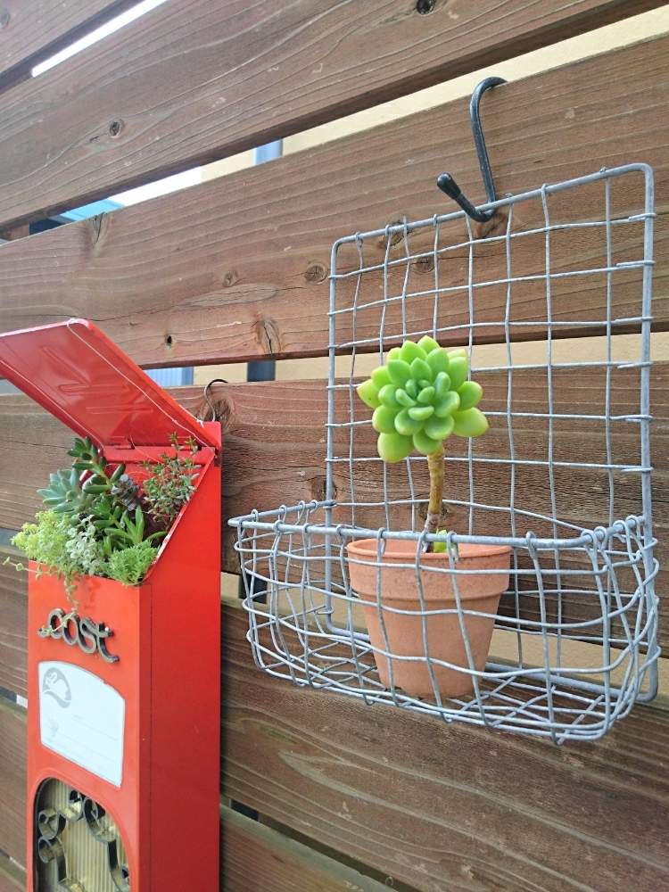 エクステリアの画像 by あゆさんさん | エクステリアと春萌と多肉植物とポストと多肉大好きと寄せ植えと素焼き鉢と多肉女子と木立ち多肉とリサイクルショップとタニク初心者