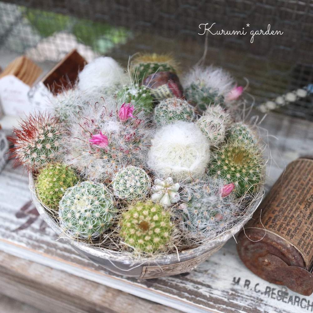 の画像 by くるみ*さん | サボテン寄せ植えと姫胡桃とサボテン科とクルミの殻と植物のある暮らしとグリーンのある暮らしとサボテン丼とサボちゃん♡と梅雨に負けないとサボテンカップとくるみガーデンとくるみピックとサボテンの寄せ植えとサボテンのある暮らしとサボテンの赤ちゃんとナチュラルスタイルとミニミニサボテンとKurumi*gardenと梅雨の多肉植物とサボ丼ともけもけ♡と可愛いサボテン