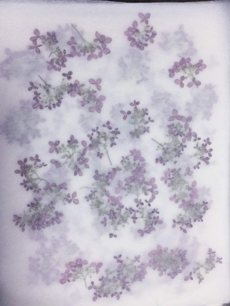 インテリアの画像 by りぃふテリアさん | インテリアとお気に入りと紫陽花 アジサイ あじさいと鉢植えと可愛い子と花のある暮らしと押し花