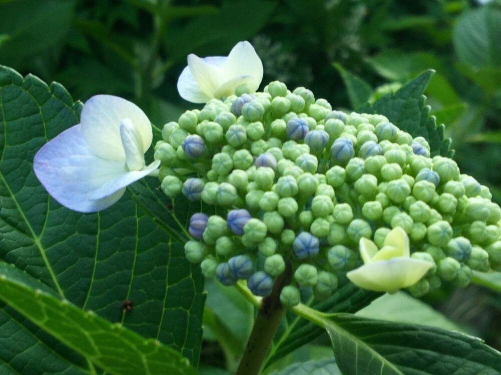 お出かけ先の画像 by ほっこり畑さん | お出かけ先と紫陽花☆と癒やしと紫陽花の季節とやっぱり…とヘルプマークと好きと木のある風景と散歩と想い出に変わるまでと癒やされる存在とさんぽみちと花のある暮らしとお散歩と大好き!とアジサイ 紫陽花