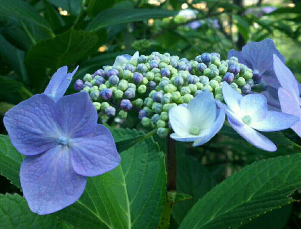 お出かけ先の画像 by ほっこり畑さん | お出かけ先と紫陽花☆と癒やしと紫陽花の季節とやっぱり…とヘルプマークと好きと木のある風景と散歩と想い出に変わるまでと癒やされる存在とさんぽみちと花のある暮らしとお散歩と大好き!とアジサイ 紫陽花