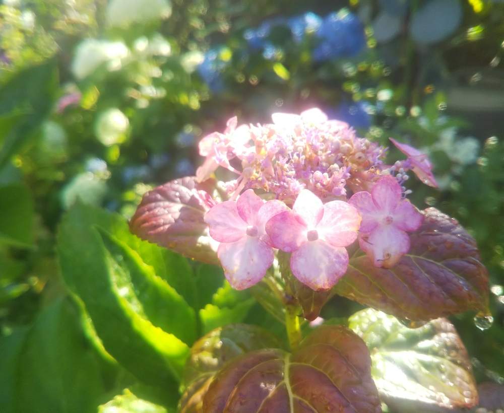 小さな庭の画像 by fleur*さん | 小さな庭とありがとう♡とちいさな幸せ♡と癒しと紫陽花 アジサイ あじさいと花のある暮らしとやさしい気持ち