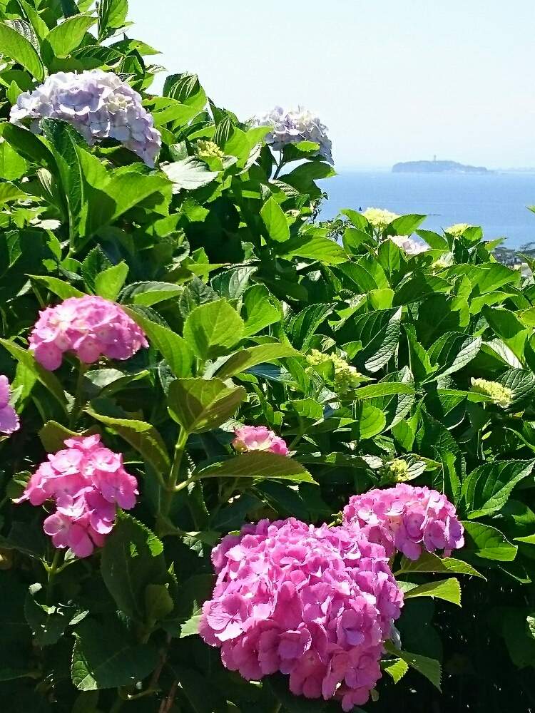 お出かけ先の画像 by 麦わら帽子さん | お出かけ先とアジサイと葉山と江の島とお花大好き♡と海辺といつもありがとう♡とお写んぽと逗子と季節の花とボタニカルスポットと好きな場所と江の島❤️大好きと『あじさい2019』フォトコンテストと神奈川県と花のある暮らしと神奈川県の風景と神奈川の風景と江の島シーキャンドル