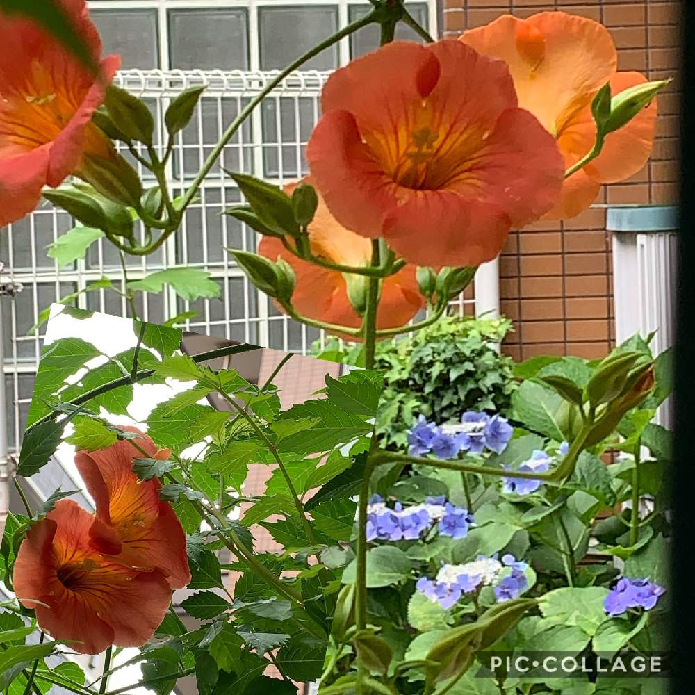 小さな庭の画像 by スイカさん | 小さな庭とオレンジ色の花と植中毒とオレンジのお花♡と花のある暮らしとスマホで撮影とかわいいな♡とノウゼンカズラ科とチーム福岡とノウゼンカズラ*