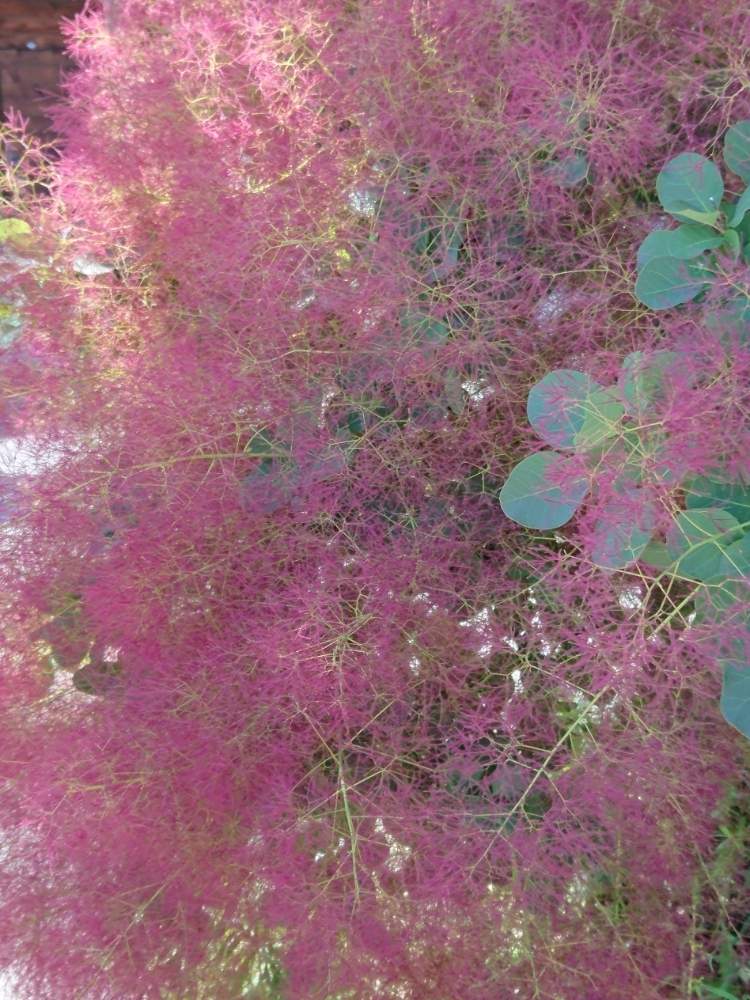 の画像 by 画夢さん | スモークツリーとハグマノキと不思議な花と スモークツリーと素敵な花と実家の庭と花のある暮らし